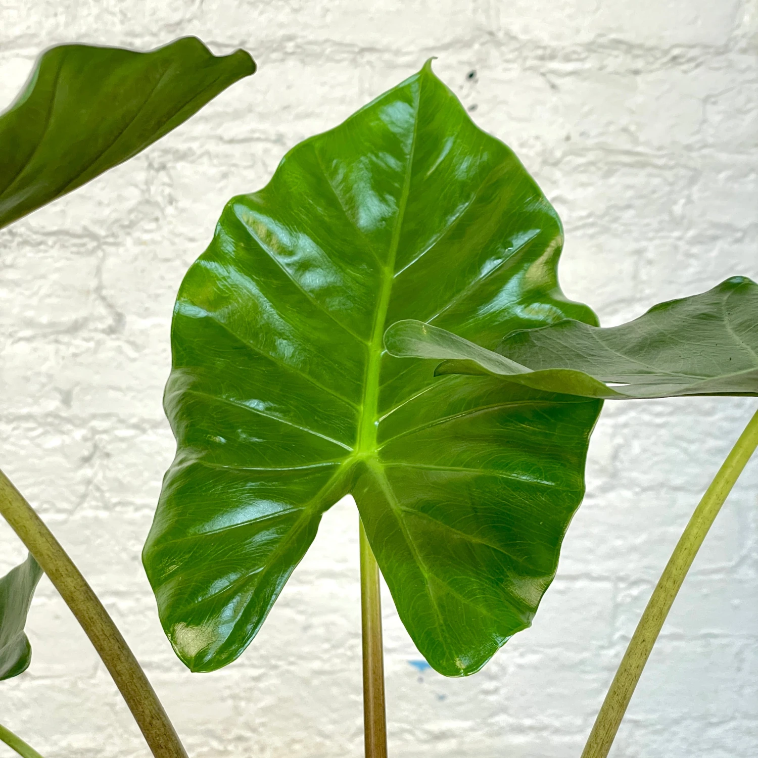 Alocasia Kuching Mask 2 Alocasia Kuching Mask - Image 2