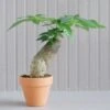 Stump Money Tree - Pachira Aquatica - In Terracotta Pots