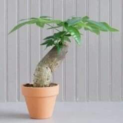 Stump Money Tree - Pachira Aquatica - In Terracotta Pots