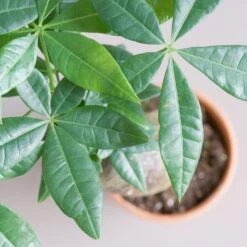 Stump Money Tree - Pachira Aquatica - In Terracotta Pots 6 Stump Money Tree - Pachira Aquatica - In Terracotta Pots -Cloud-Hidden Plants s753278155256112669 p1136 i3 w1962