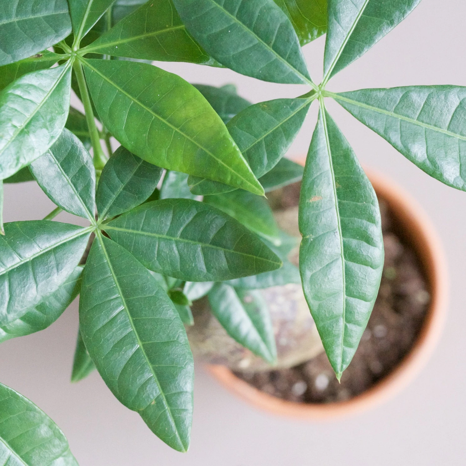 Stump Money Tree - Pachira Aquatica - In Terracotta Pots 3 Stump Money Tree - Pachira Aquatica - In Terracotta Pots - Image 3