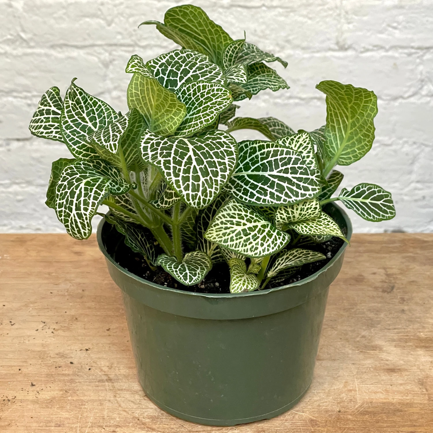 Fittonia 1 Fittonia