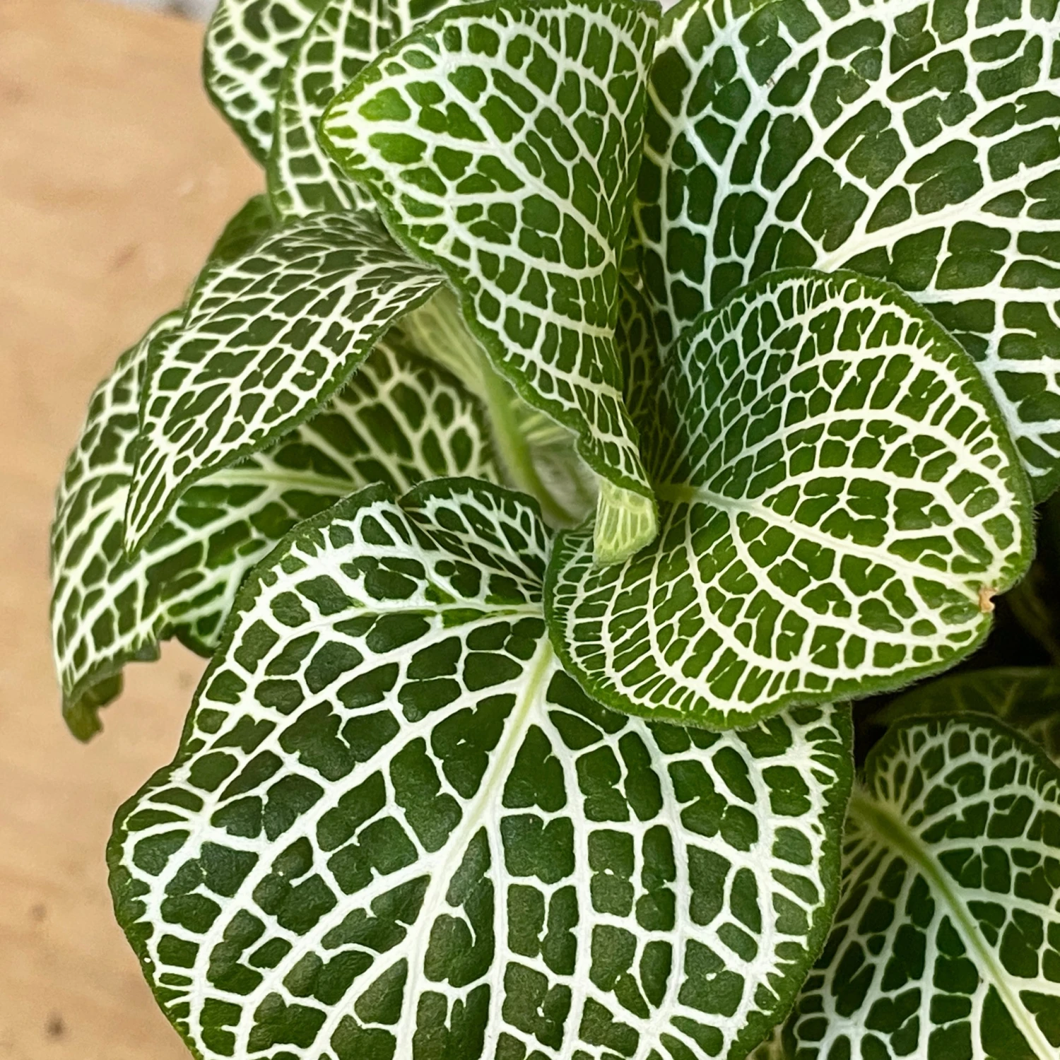 Fittonia 2 Fittonia - Image 2