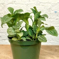 Fittonia 7 Fittonia -Cloud-Hidden Plants s753278155256112669 p1137 i3 w2553