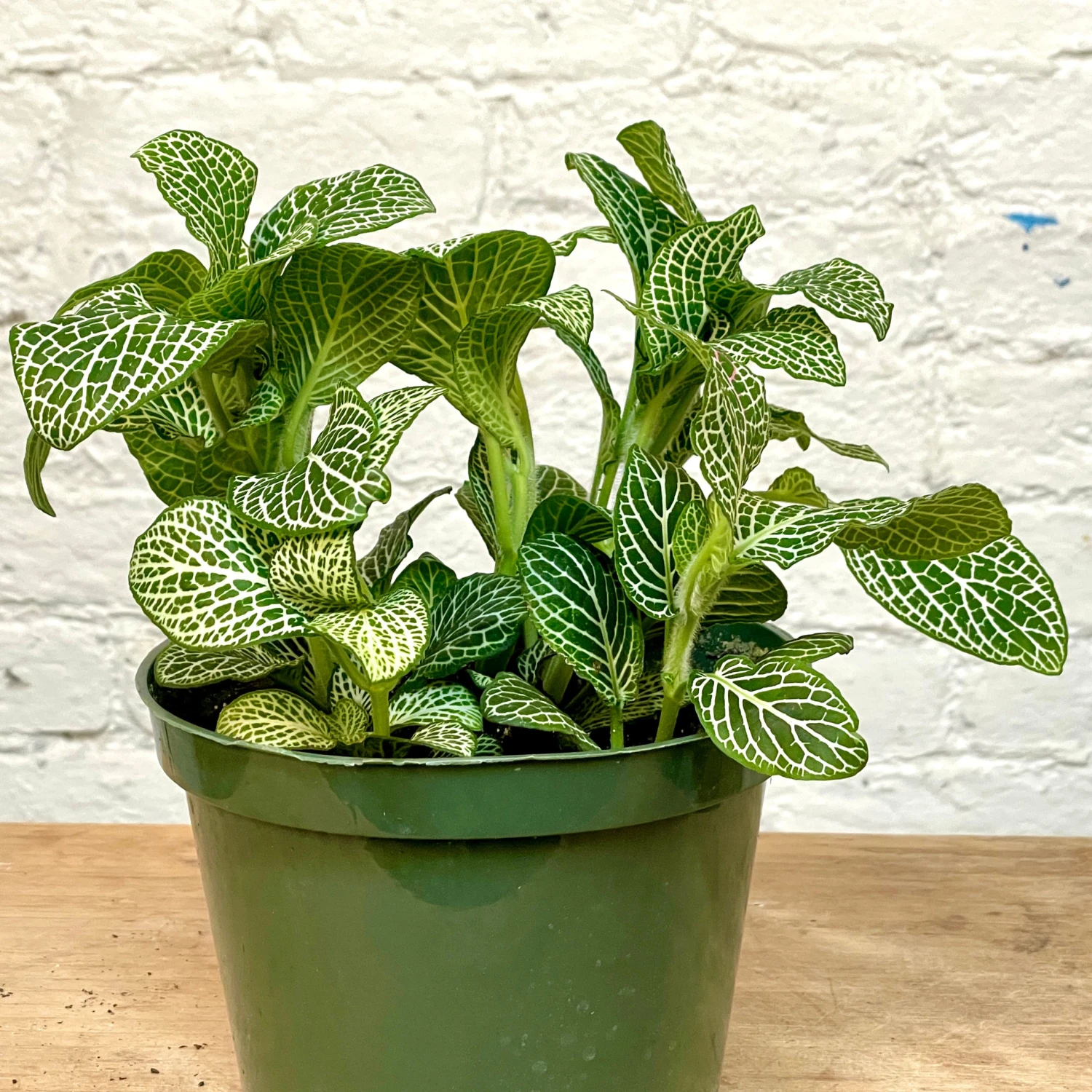 Fittonia 3 Fittonia - Image 3