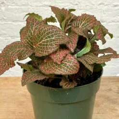 Fittonia 8 Fittonia -Cloud-Hidden Plants s753278155256112669 p1137 i4 w2455