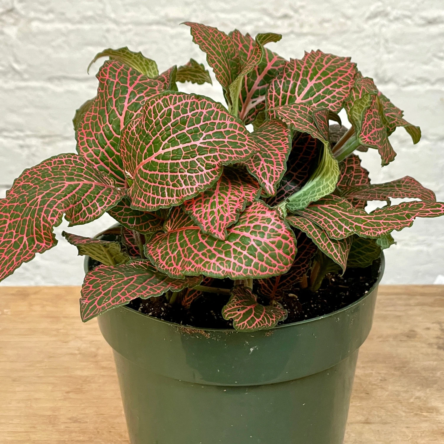 Fittonia 4 Fittonia - Image 4