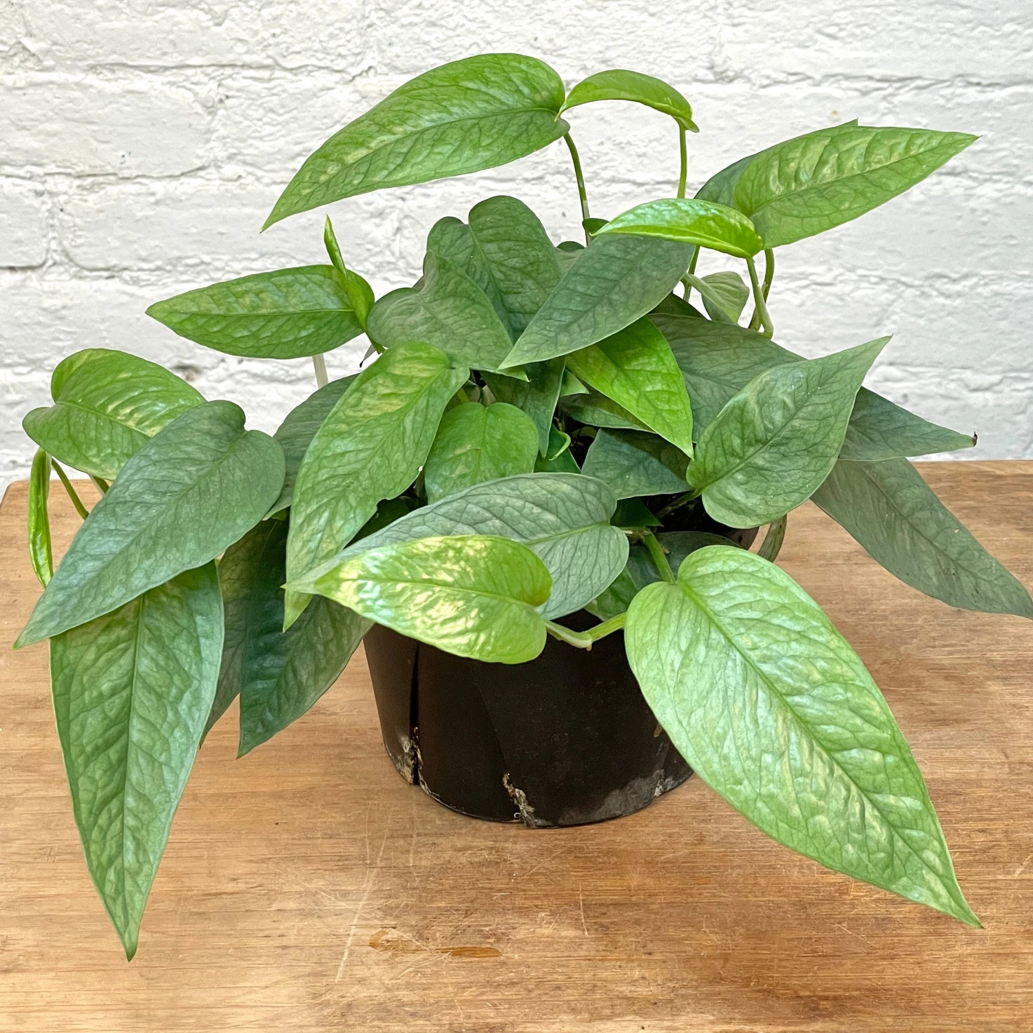 Pothos Cebu Blue 1 Pothos Cebu Blue