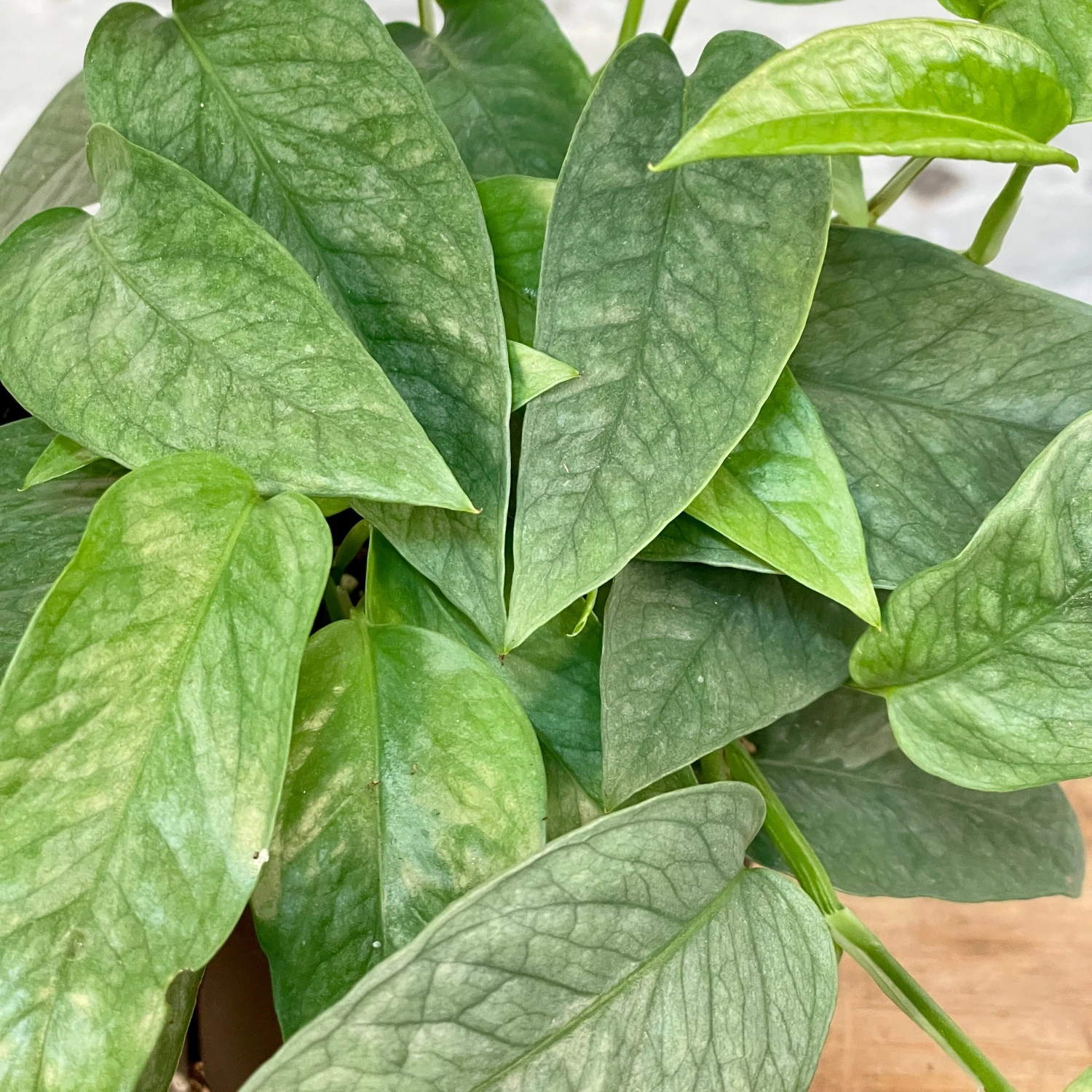 Pothos Cebu Blue 2 Pothos Cebu Blue - Image 2