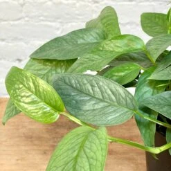 Pothos Cebu Blue 5 Pothos Cebu Blue -Cloud-Hidden Plants s753278155256112669 p1138 i3 w3024