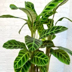 Calathea Zebrina