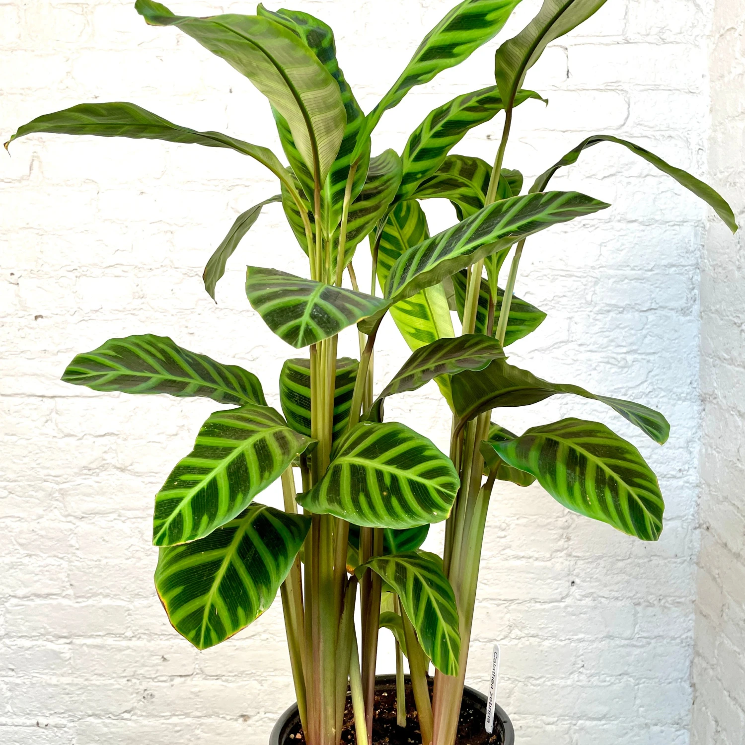 Calathea Zebrina 2 Calathea Zebrina - Image 2