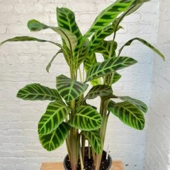 Calathea Zebrina 6 Calathea Zebrina -Cloud-Hidden Plants s753278155256112669 p1145 i3 w2945