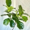 Fiddle Leaf Fig - Ficus Lyrata