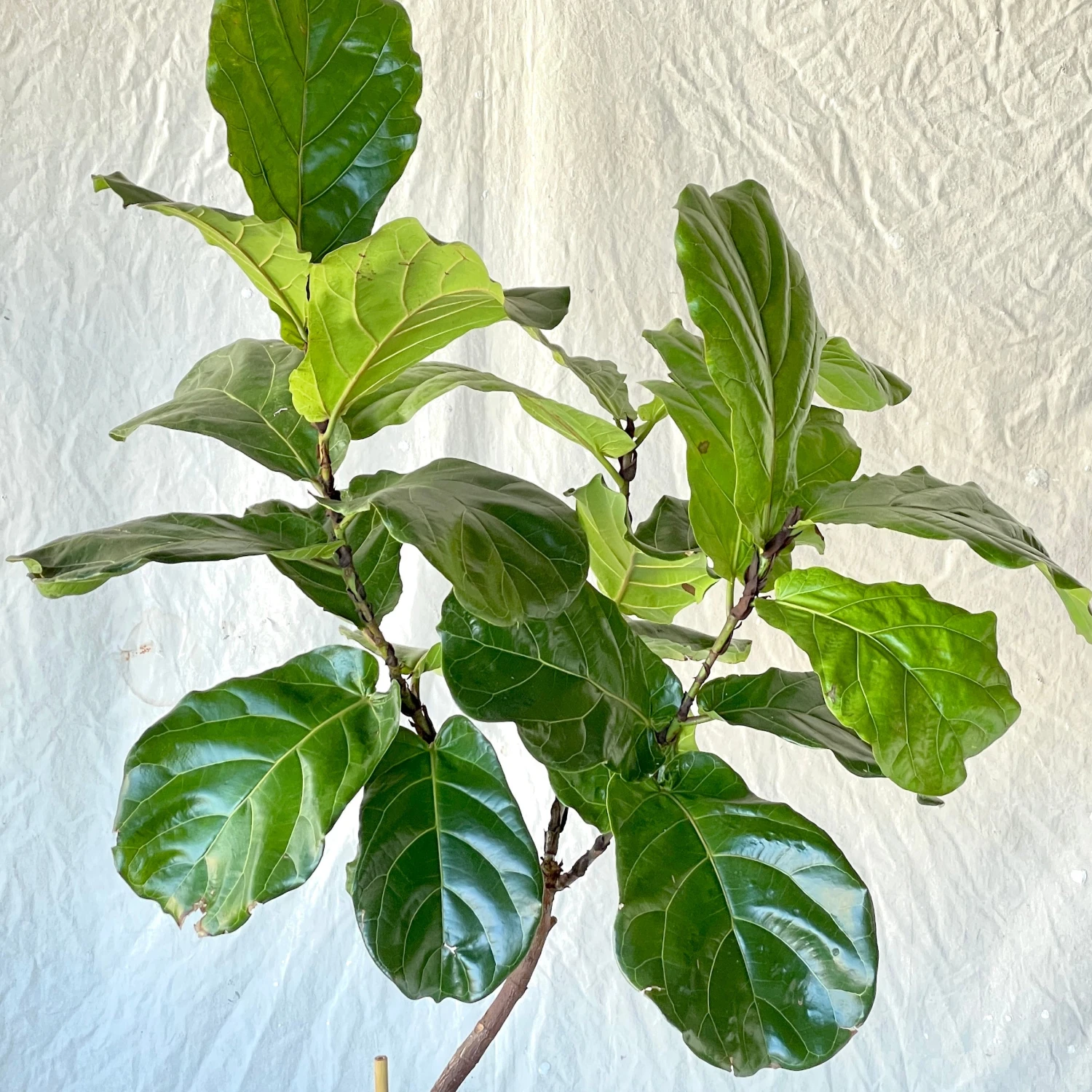 Fiddle Leaf Fig - Ficus Lyrata