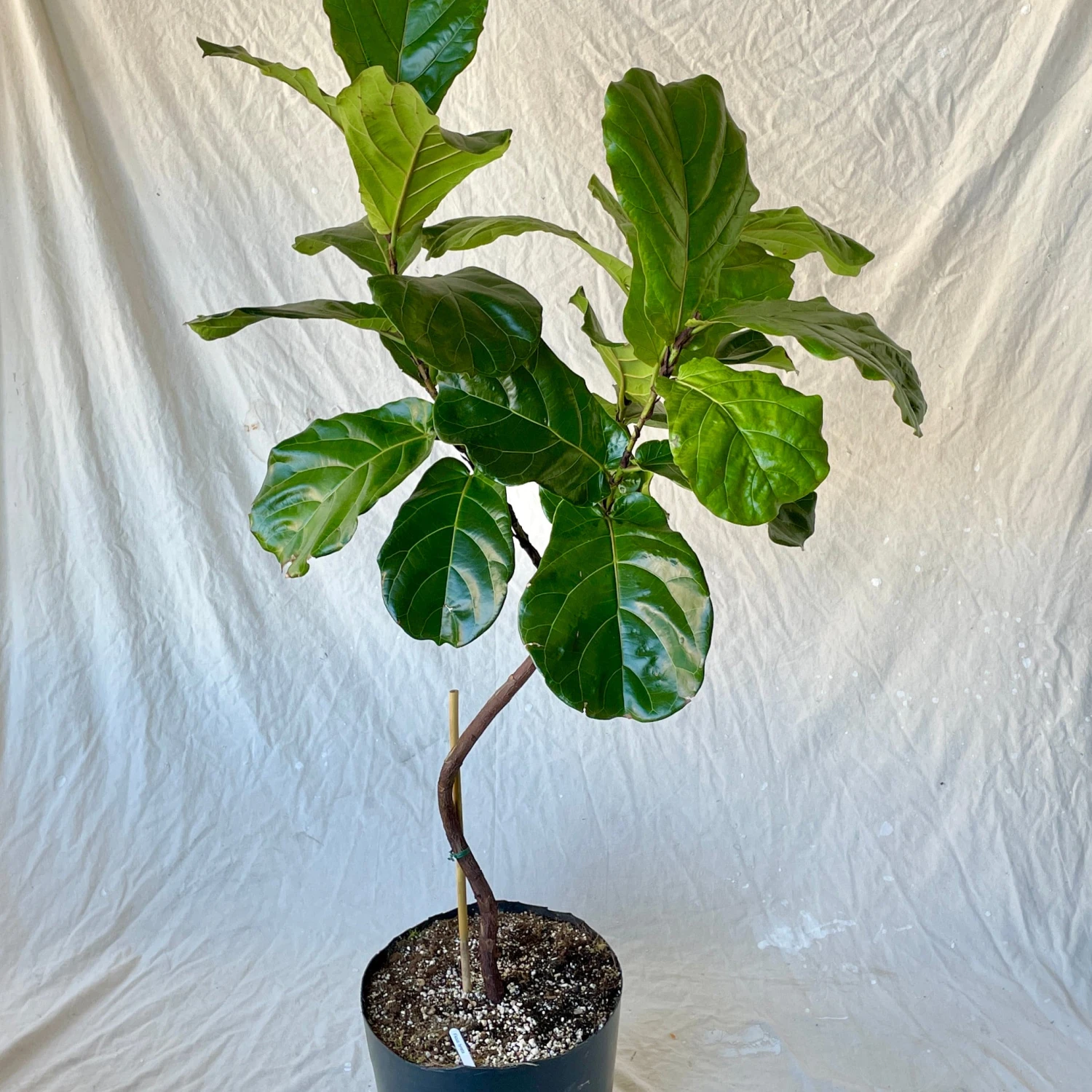 Fiddle Leaf Fig - Ficus Lyrata 3 Fiddle Leaf Fig - Ficus Lyrata - Image 3