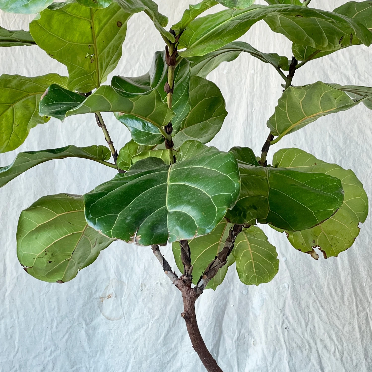 Fiddle Leaf Fig - Ficus Lyrata 2 Fiddle Leaf Fig - Ficus Lyrata - Image 2