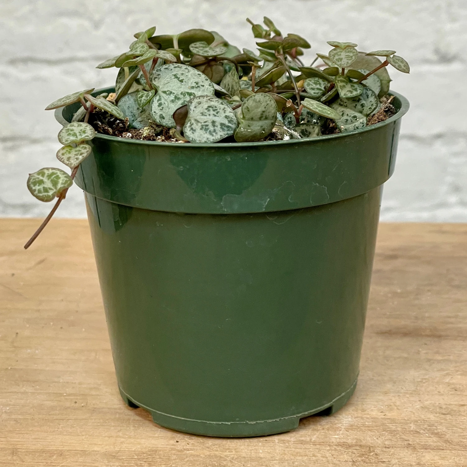 String Of Hearts 1 String Of Hearts