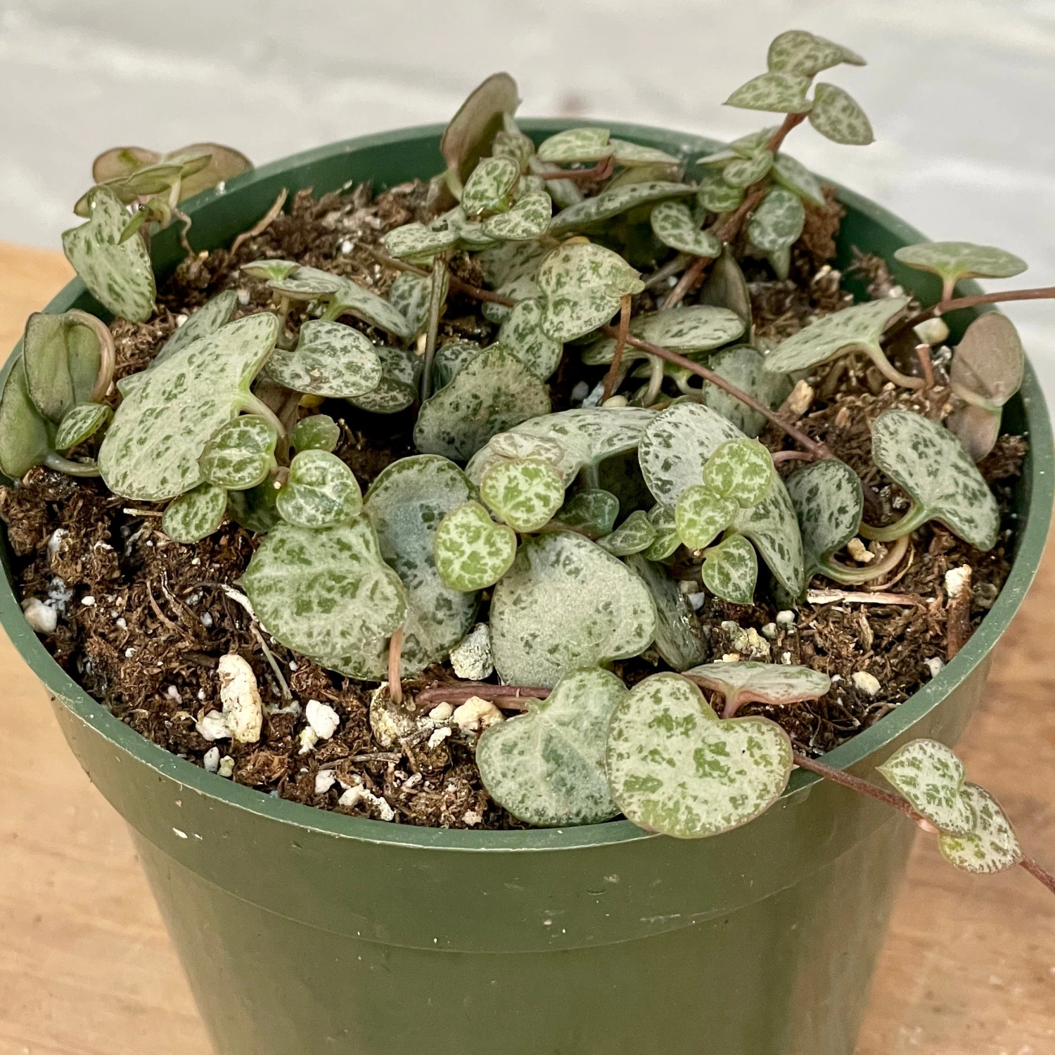 String Of Hearts 2 String Of Hearts - Image 2