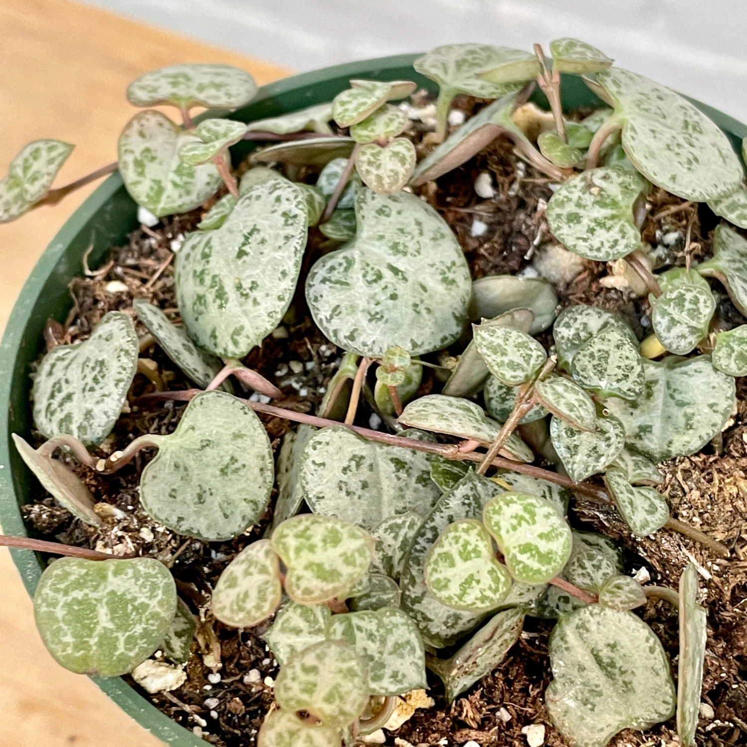 String Of Hearts 3 String Of Hearts - Image 3