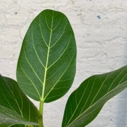 Ficus Audrey 5 Ficus Audrey -Cloud-Hidden Plants s753278155256112669 p1193 i3 w1777