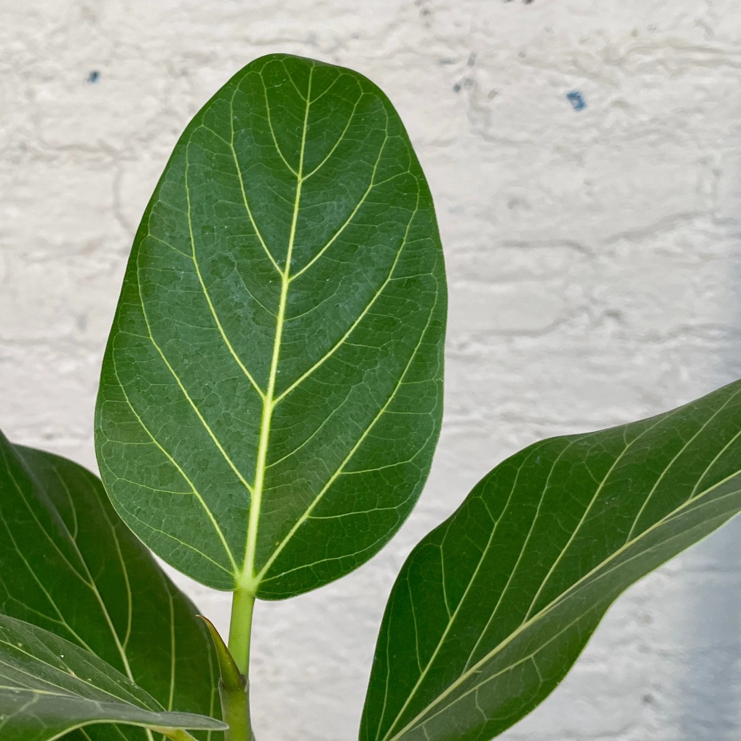 Ficus Audrey 3 Ficus Audrey - Image 3