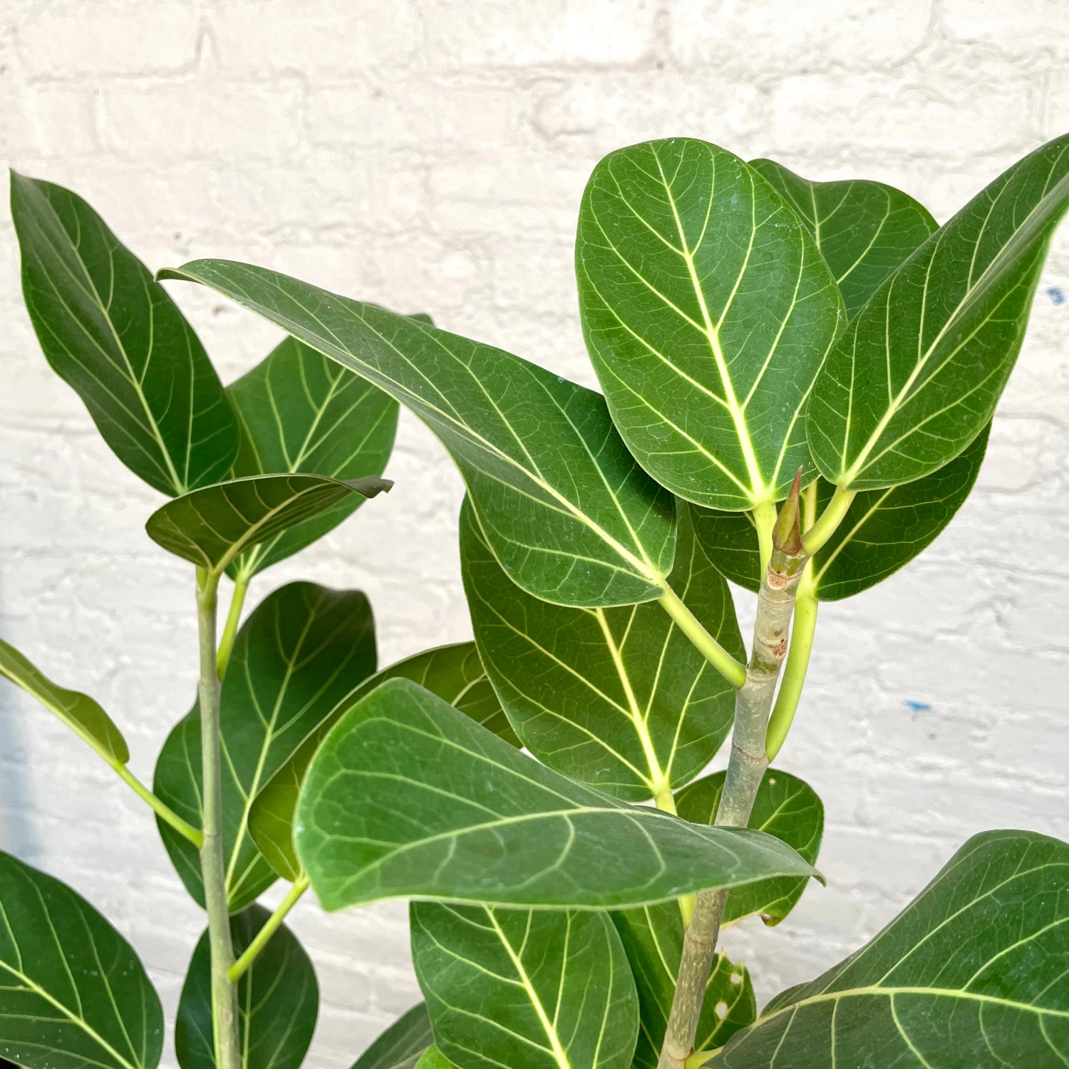 Ficus Audrey 2 Ficus Audrey - Image 2