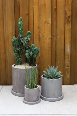 Marta Pot - Heavy Concrete Cylinder Wide Saucer -Cloud-Hidden Plants s753278155256112669 p1203 i3 w1000