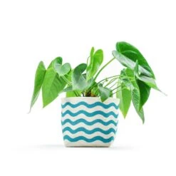 Gray Green Goods - Wavy Line Blockprint Canvas Planter—4"