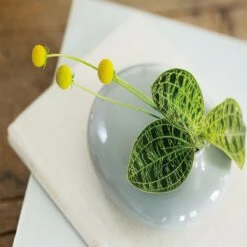 SACCO Vase Porcelain 01 By KINTO 7 SACCO Vase Porcelain 01 By KINTO -Cloud-Hidden Plants s753278155256112669 p1238 i3 w900