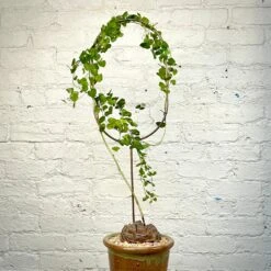 Dioscorea Elephantipes (Plant XXL5)