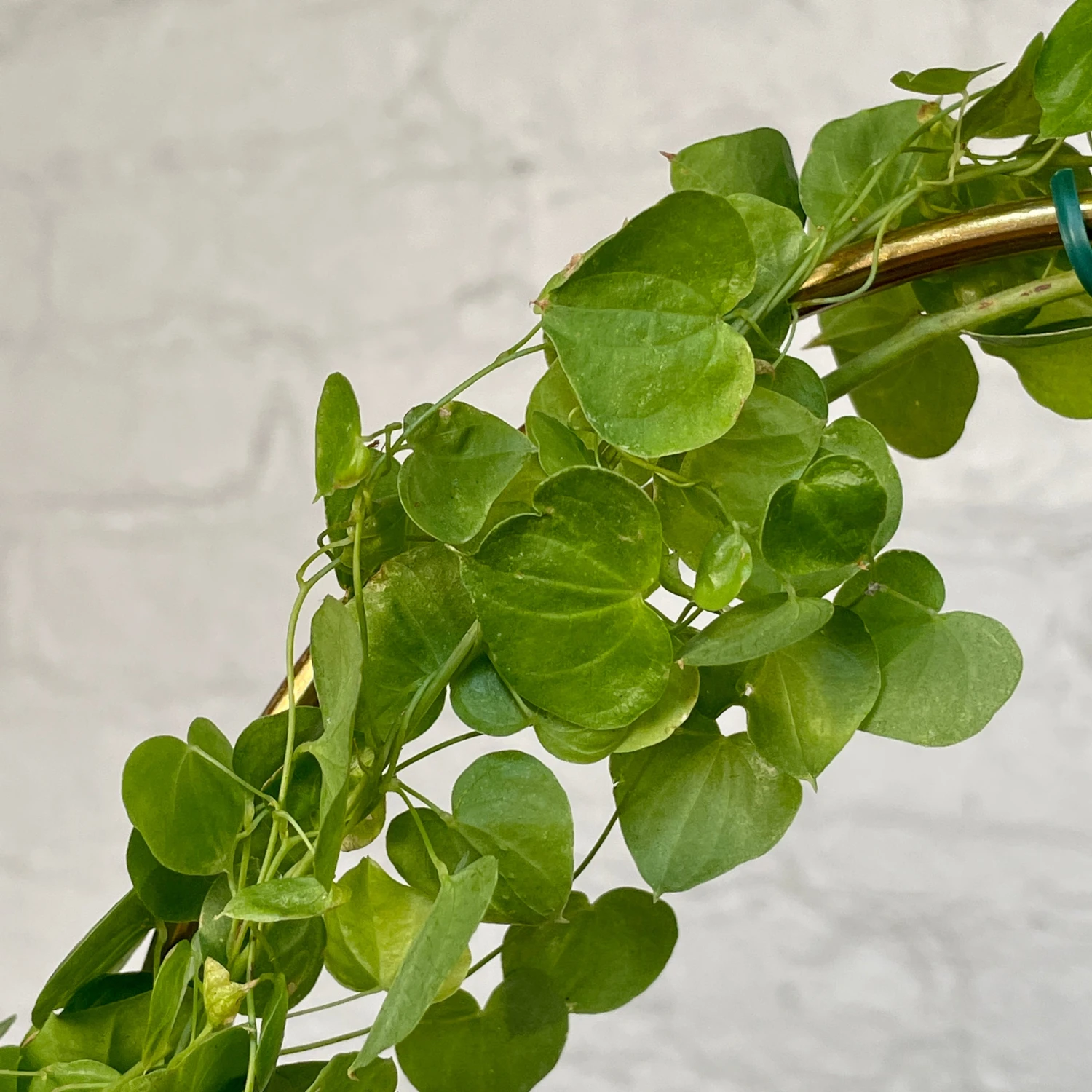 Dioscorea Elephantipes (Plant XXL5) 2 Dioscorea Elephantipes (Plant XXL5) - Image 2