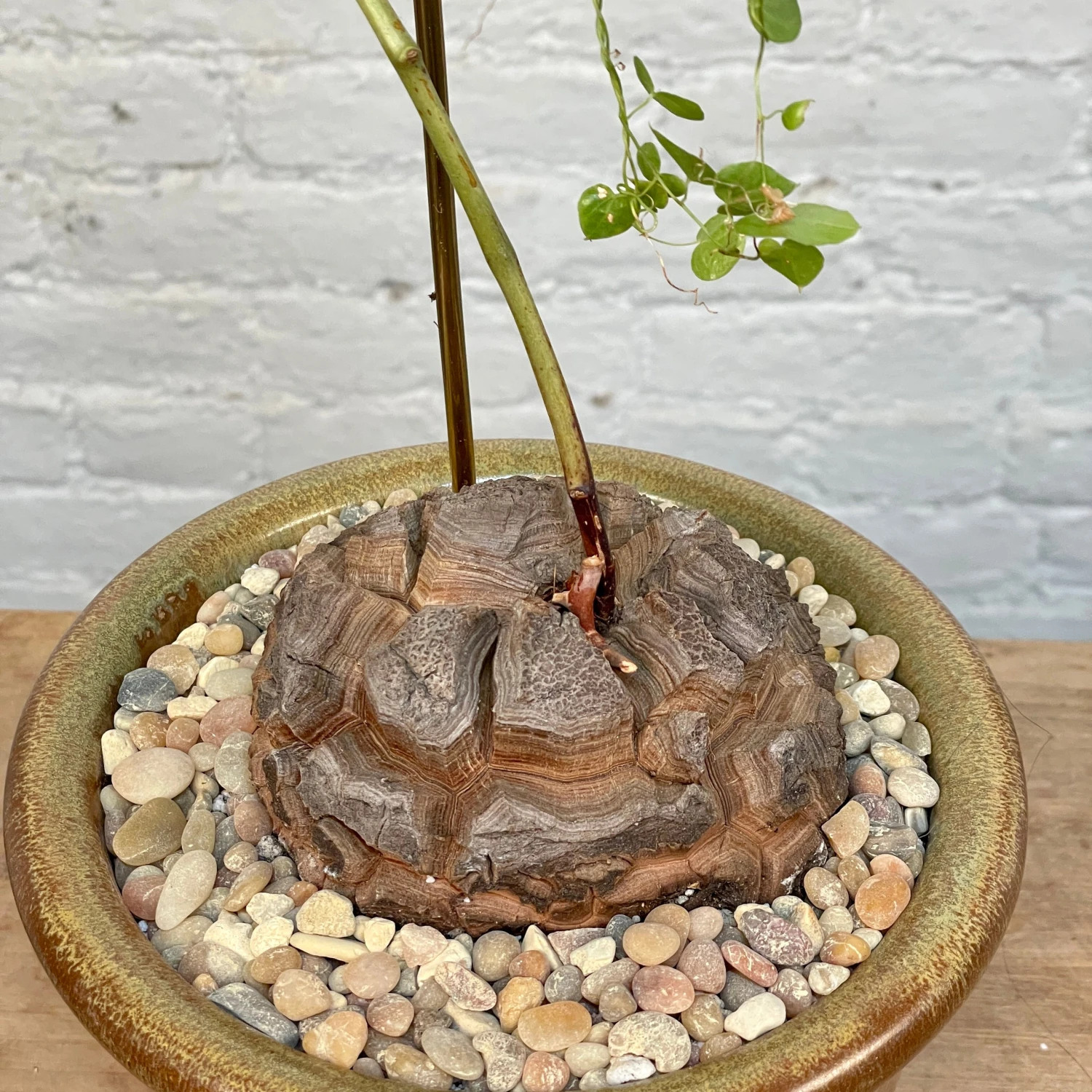 Dioscorea Elephantipes (Plant XXL5) 3 Dioscorea Elephantipes (Plant XXL5) - Image 3