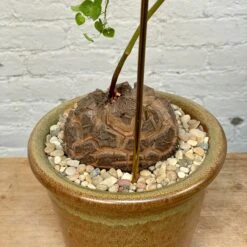 Dioscorea Elephantipes (Plant XXL5) 9 Dioscorea Elephantipes (Plant XXL5) -Cloud-Hidden Plants s753278155256112669 p1241 i5 w3024