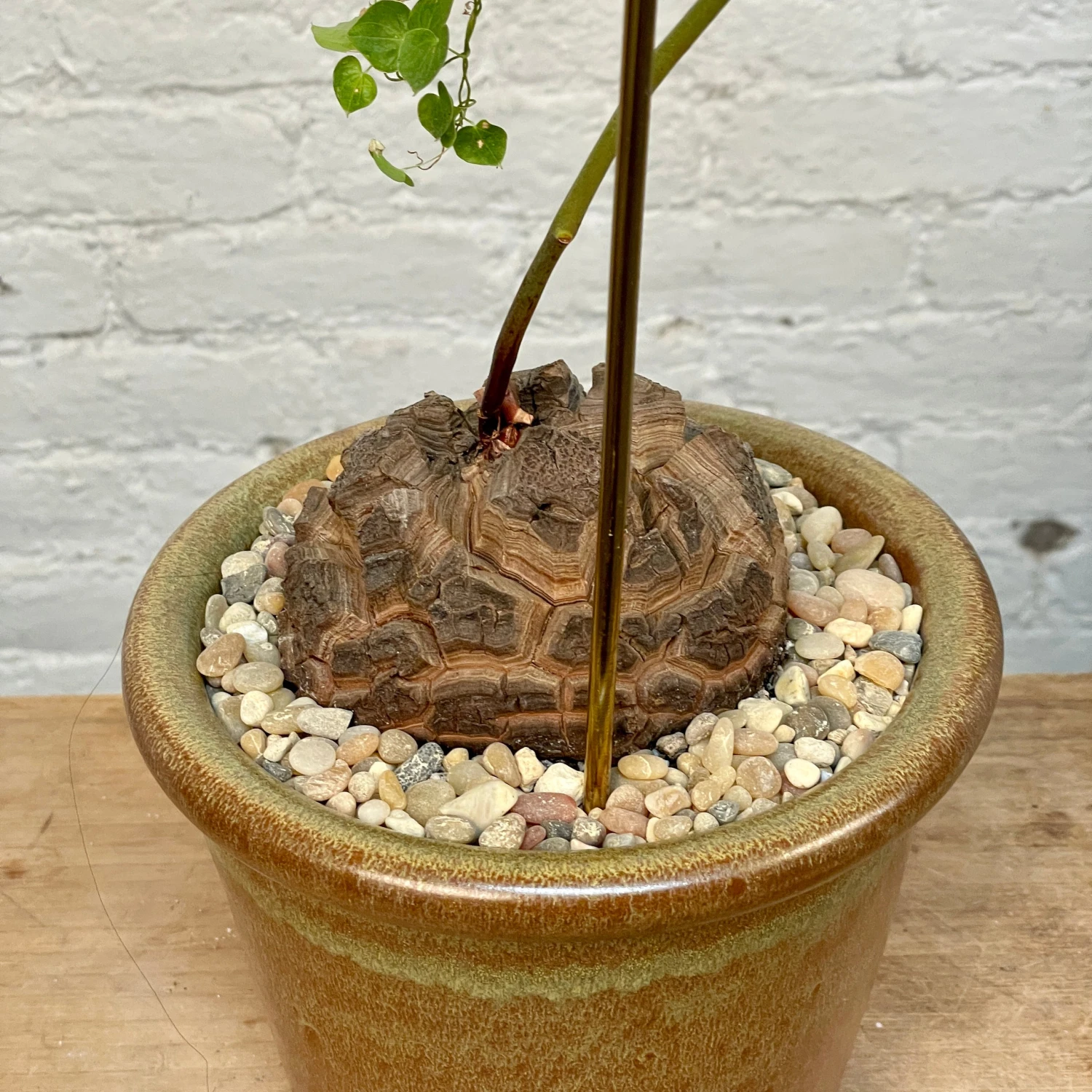 Dioscorea Elephantipes (Plant XXL5) 4 Dioscorea Elephantipes (Plant XXL5) - Image 4