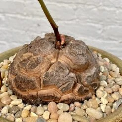 Dioscorea Elephantipes (Plant XXL5) 10 Dioscorea Elephantipes (Plant XXL5) -Cloud-Hidden Plants s753278155256112669 p1241 i6 w3024