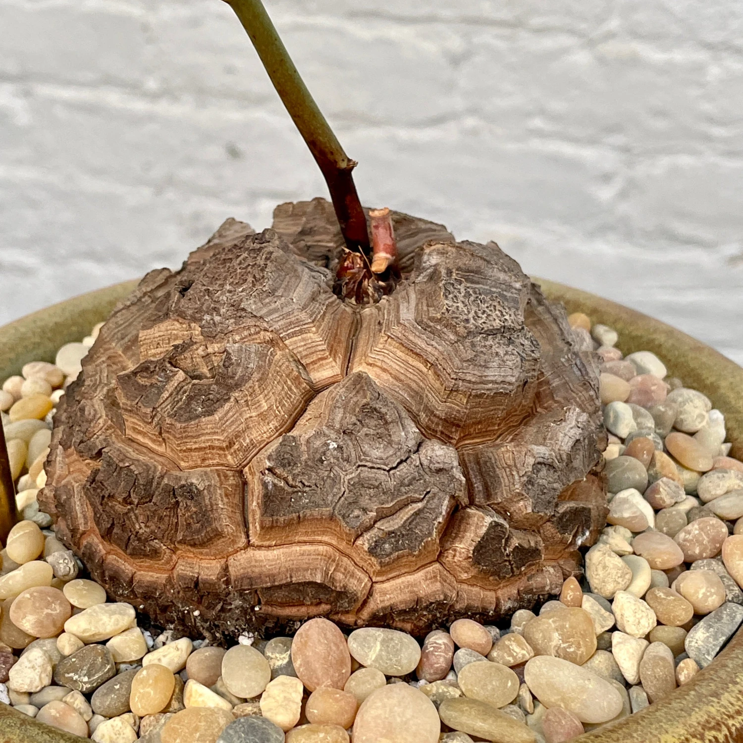 Dioscorea Elephantipes (Plant XXL5) 5 Dioscorea Elephantipes (Plant XXL5) - Image 5