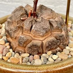 Dioscorea Elephantipes (Plant XXL5) 11 Dioscorea Elephantipes (Plant XXL5) -Cloud-Hidden Plants s753278155256112669 p1241 i7 w3024