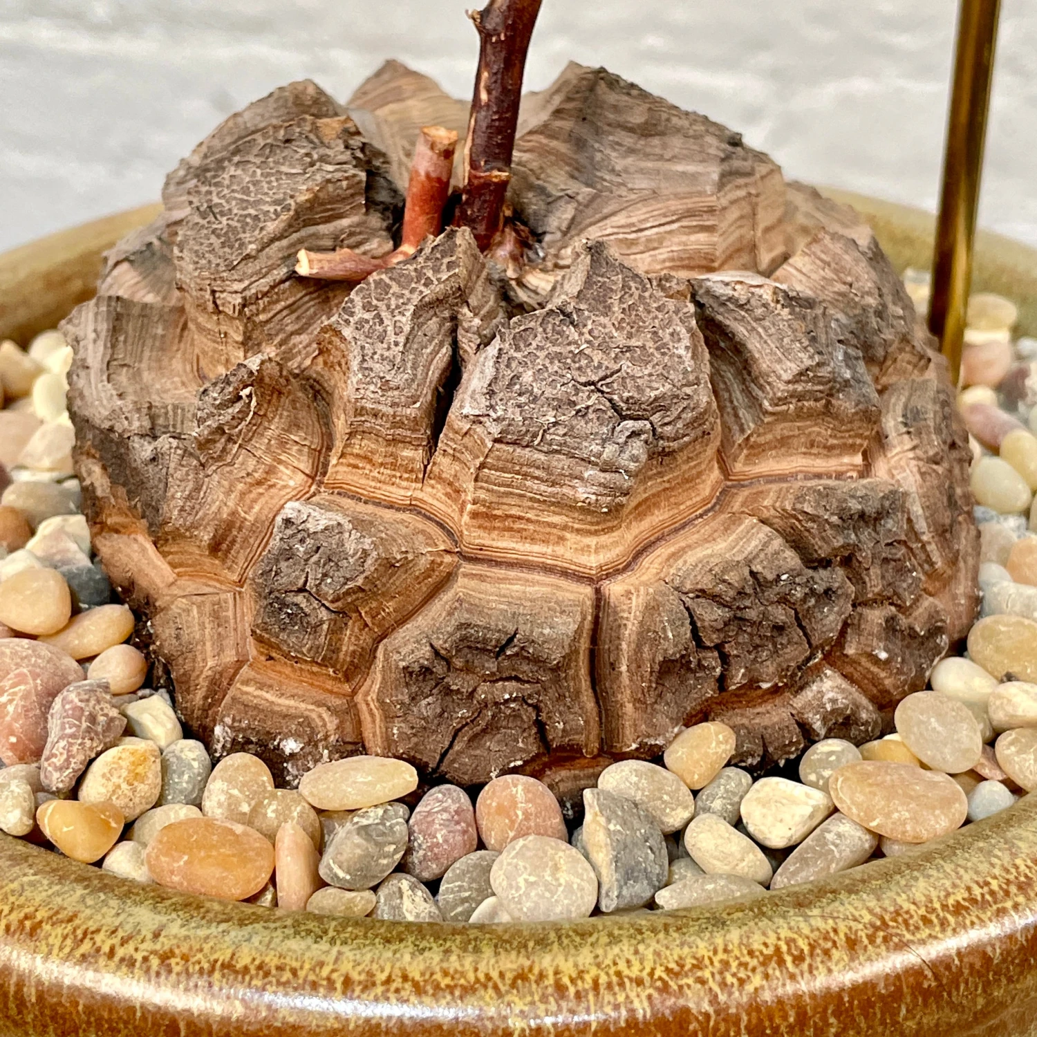 Dioscorea Elephantipes (Plant XXL5) 6 Dioscorea Elephantipes (Plant XXL5) - Image 6