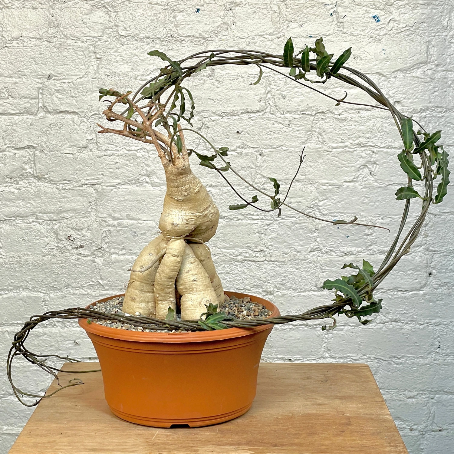 Raphionacme Flanaganii Large Specimen 1 Raphionacme Flanaganii Large Specimen