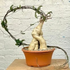 Raphionacme Flanaganii Large Specimen 6 Raphionacme Flanaganii Large Specimen -Cloud-Hidden Plants s753278155256112669 p1242 i3 w2284