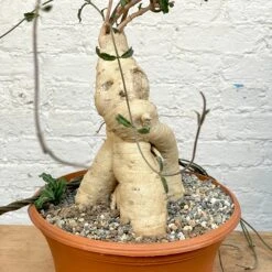 Raphionacme Flanaganii Large Specimen 7 Raphionacme Flanaganii Large Specimen -Cloud-Hidden Plants s753278155256112669 p1242 i4 w3024