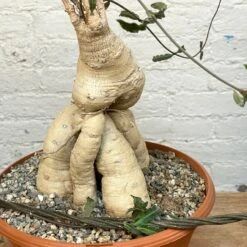 Raphionacme Flanaganii Large Specimen 8 Raphionacme Flanaganii Large Specimen -Cloud-Hidden Plants s753278155256112669 p1242 i5 w3024