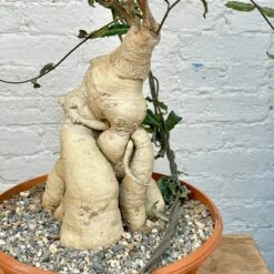 Raphionacme Flanaganii Large Specimen 9 Raphionacme Flanaganii Large Specimen -Cloud-Hidden Plants s753278155256112669 p1242 i6 w3024