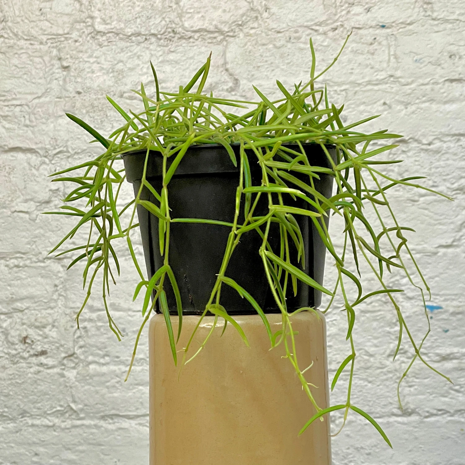 Hoya Linearis 2 Hoya Linearis - Image 2