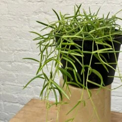 Hoya Linearis 6 Hoya Linearis -Cloud-Hidden Plants s753278155256112669 p1261 i3 w3024