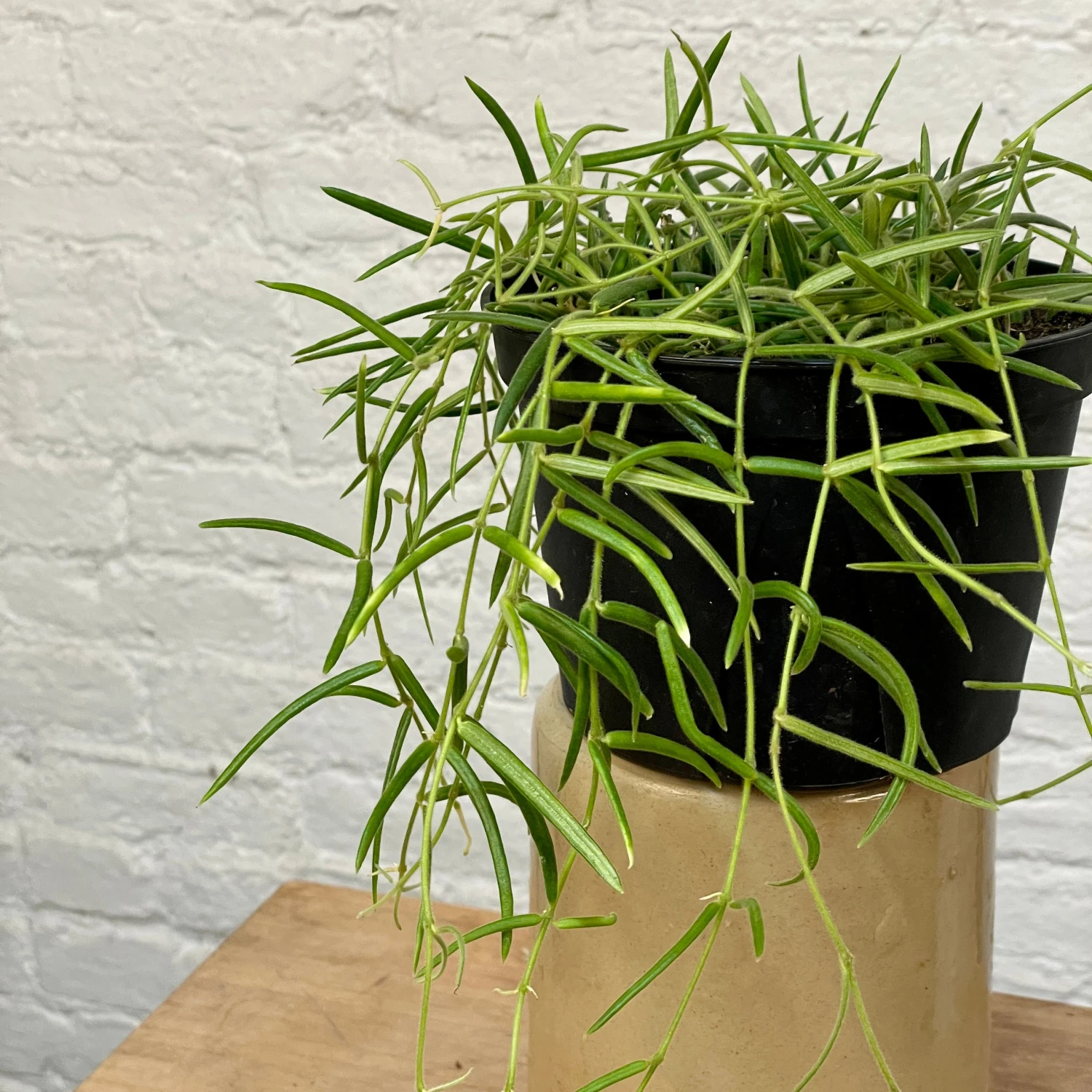 Hoya Linearis 3 Hoya Linearis - Image 3