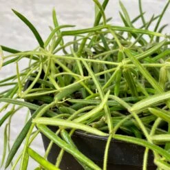 Hoya Linearis 7 Hoya Linearis -Cloud-Hidden Plants s753278155256112669 p1261 i4 w3024