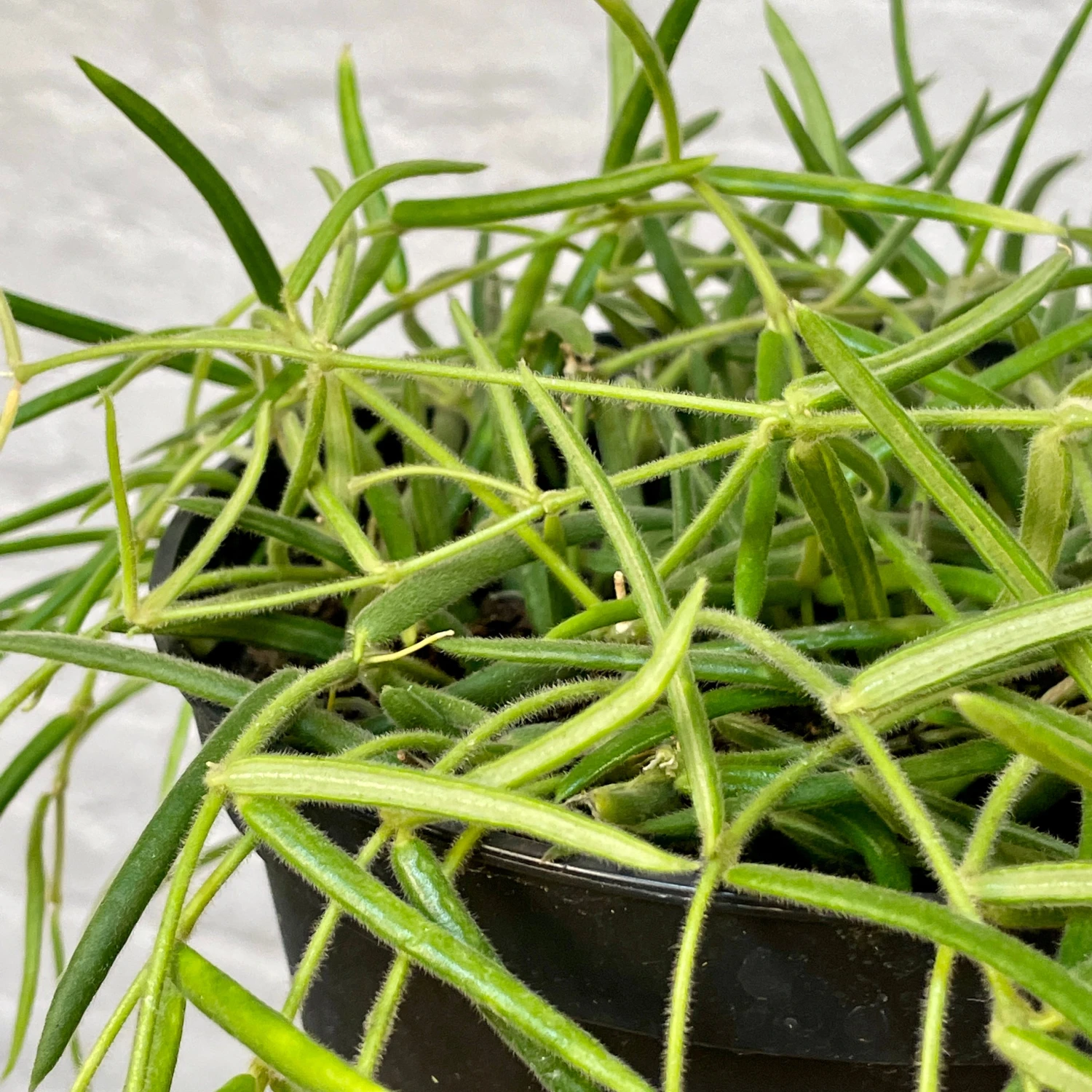 Hoya Linearis 4 Hoya Linearis - Image 4