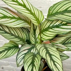Calathea White Star